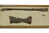 Mounted and Framed Pterosaur (Pteranodon) Bones - Kansas #361450-1
